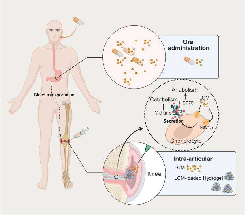 Injectable Hydrogel Relieves Osteoarthritis Pain and Repairs Cartilage in Preclinical Tests