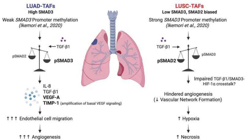 New Breakthrough in Developing More Personalized Treatments for Lung Cancer