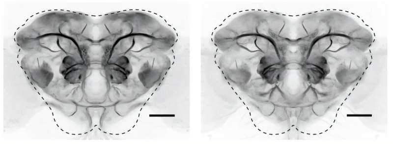 Neuron 'Ground Plans' Could Simplify Brain and Behavior Research