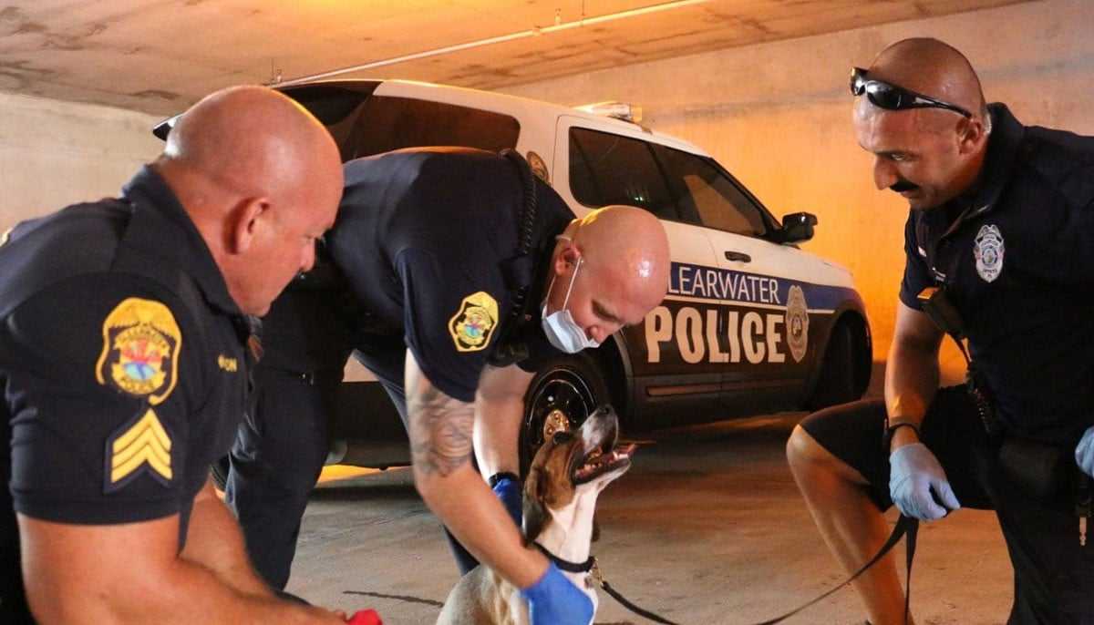 Cops Uncover Daring Hoarding Case After Loose Dog Complaint in Johnstown