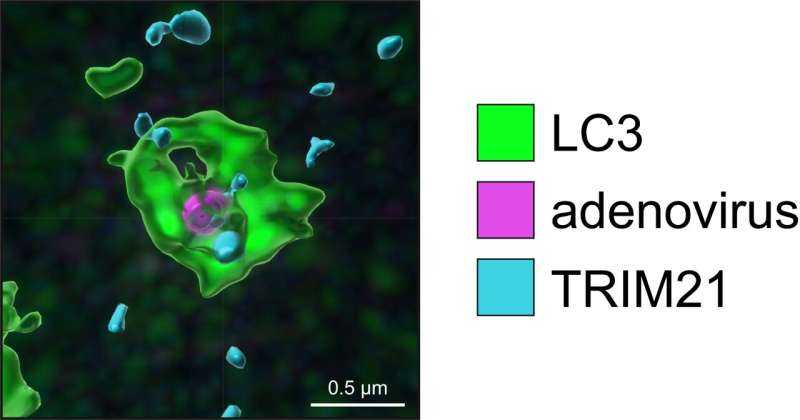 How Cells Fight Infection from the Inside: Newly Identified ADX Pathway May Broaden Understanding of Immunity