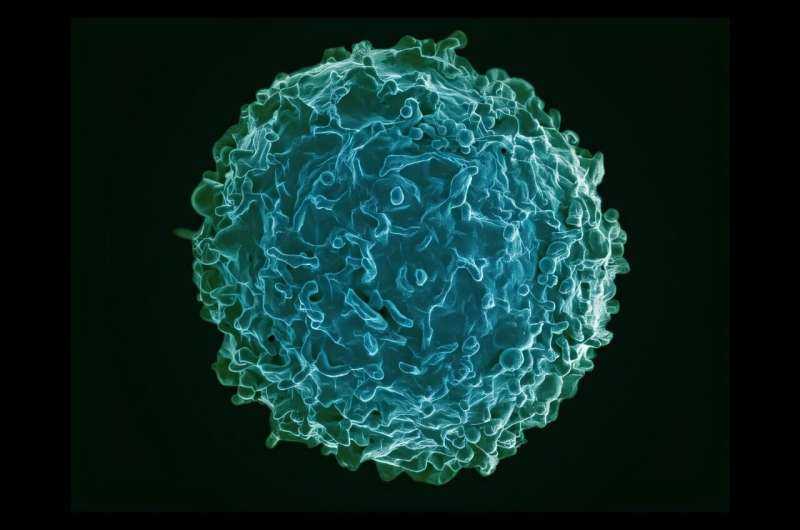 New Drug Obexelimab Cuts Relapse Risk by Half in Rare Immune Disorder Trial