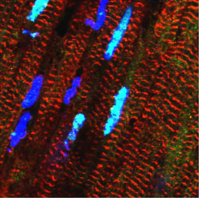 Heart Elasticity May Hinge on Hidden Genetic Switch
