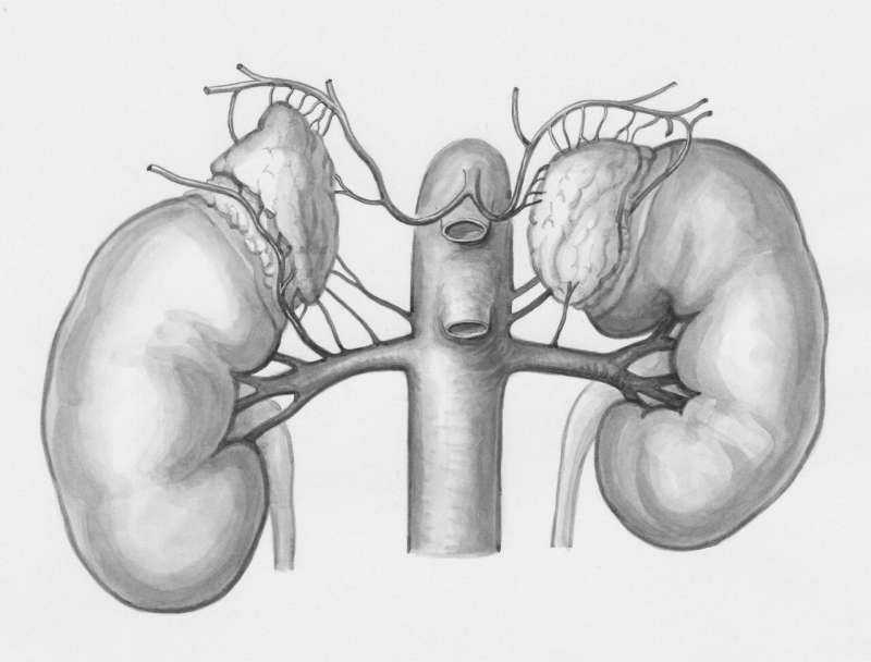 Common blood pressure medication associated with poorer kidney outcomes in type 2 diabetes
