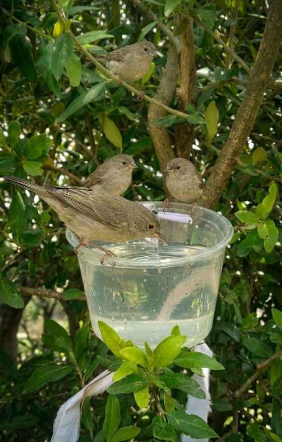 Youngster Praised for Building Water Ponds, Feeding Points for Thirsty Birds Amid Intense Heat