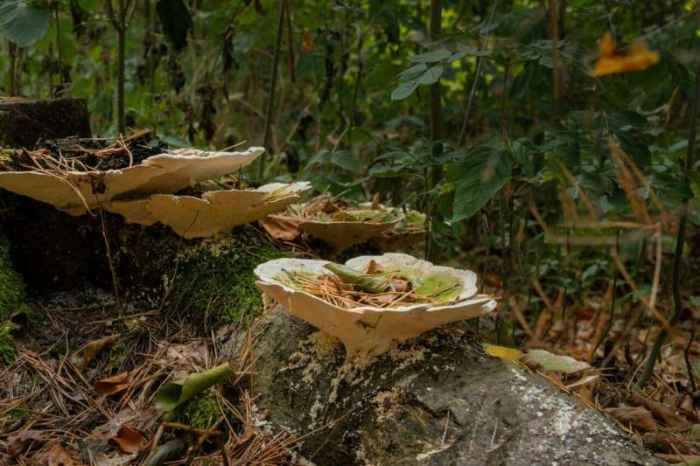 Indigenous Mushroom Lends Hand in Transforming Agricultural Waste into Food