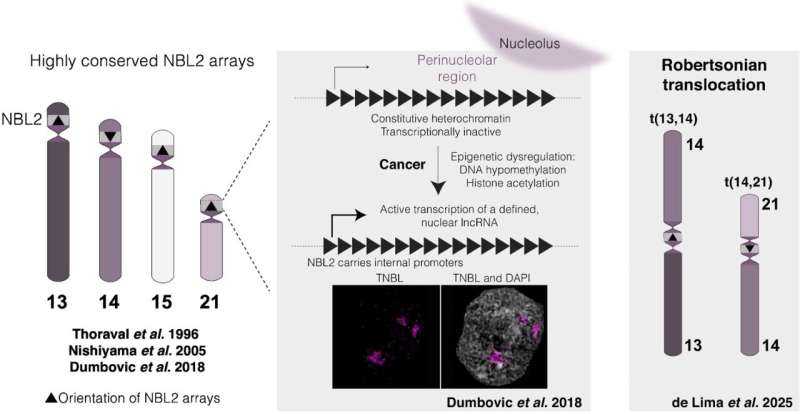 Long-hidden 'junk DNA' regions may help explain cancer-linked genome instability