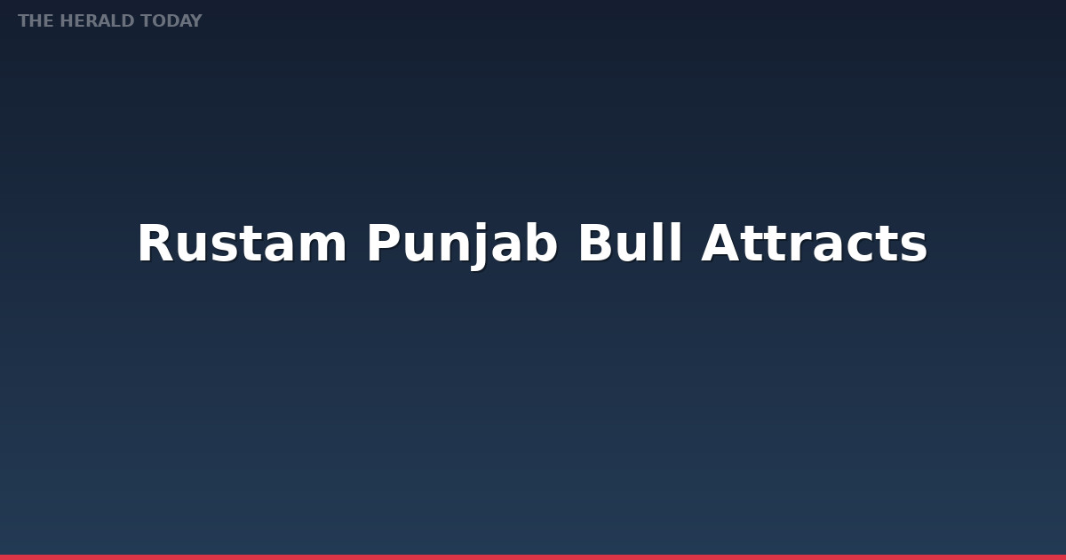 Rustam Punjab Bull Attracts Buyers in Chishtian Cattle Market Ahead of Eid-ul-Adha