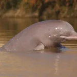 Rescue Operation Saves Five Blind Indus Dolphins at Taunsa Barrage