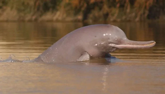 Rescue Operation Saves Five Blind Indus Dolphins at Taunsa Barrage