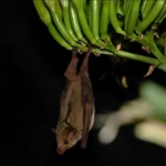 Endangered Mexican Long-Nosed Bat Confirmed in Arizona: A Conservation Milestone
