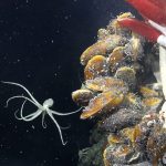 Scientists Uncover Mysterious Ecosystem Beneath the Ocean Floor