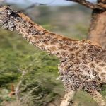 Giraffe in South Africa Develops Severe Skin Lesions Due to Rare Viral Infection