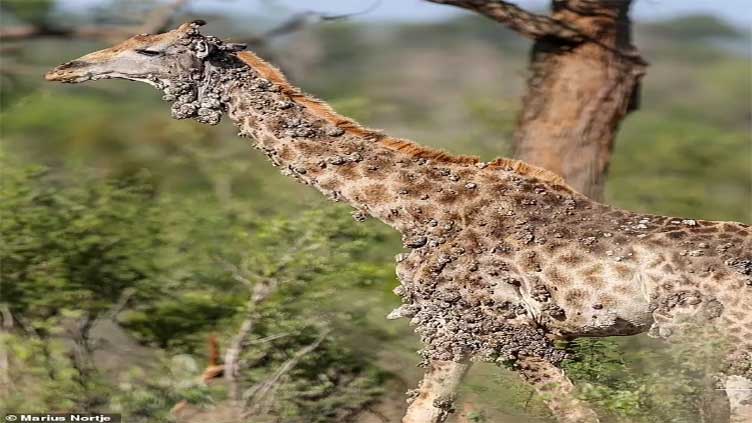 Giraffe in South Africa Develops Severe Skin Lesions Due to Rare Viral Infection