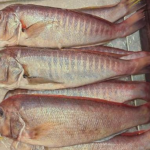 Scientists Discover a New Deep-Sea Fish Through an Online Seafood Market