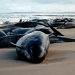 Mass Dolphin Stranding in Australia: 157 Marine Mammals Struggle for Survival