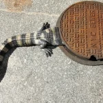 Alligators in the Sewers: Florida’s Underground Wildlife Mystery