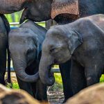 Sri Lanka Train Derails After Deadly Collision with Elephants