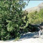 Wild Mulberry Trees: A Major Cause of Pollen Allergies in Islamabad