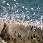 Astola Island Management Plan Formally Approved by Balochistan Government for Pakistan’s Premier Marine Protected Area
