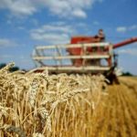 Chicago wheat rebounds following declines; better US conditions limit advances