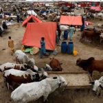 Karachi’s Livestock Market Opens for Eid ul Adha 2025