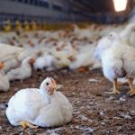 Poultry Hatcheries Face Rs155 Million Penalty Over ‘Cartelisation’ by CCP