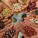 Reliable Seed Providers: Farmers Urged to Utilize Verified, Evidence-Based Seeds