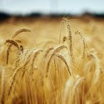 Wheat falls 10-11 cents, corn dips 6-7, soy declines 5-6.