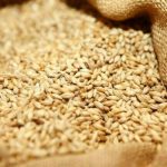 Wheat prices rebound following declines; favorable US conditions limit increases.