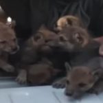 Balochistan Wildlife Team Rescues Five Scarce Wolf Cubs