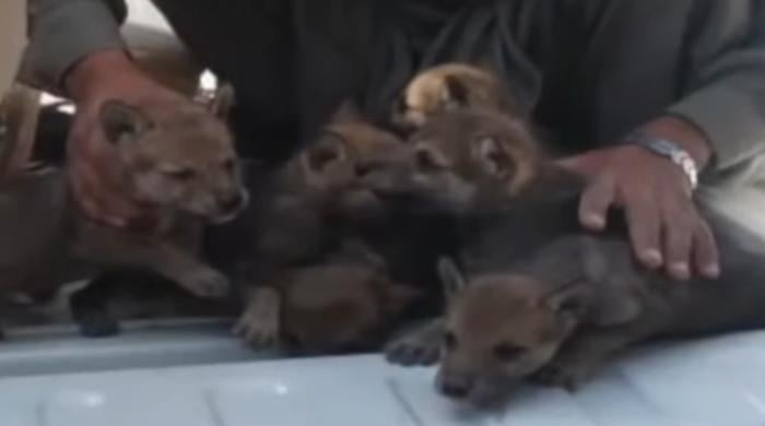 Balochistan Wildlife Team Rescues Five Scarce Wolf Cubs