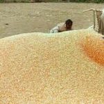 Corn values surge amid robust US export interest.