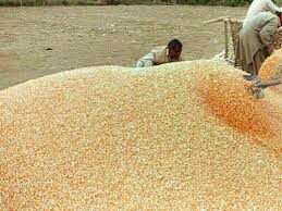 Corn values surge amid robust US export interest.
