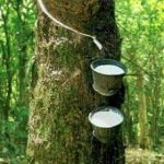 Japan rubber contracts settle unchanged as BOJ lowers outlook