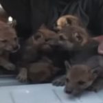 Rare Wolf Pups Recovered by Balochistan Wildlife Department
