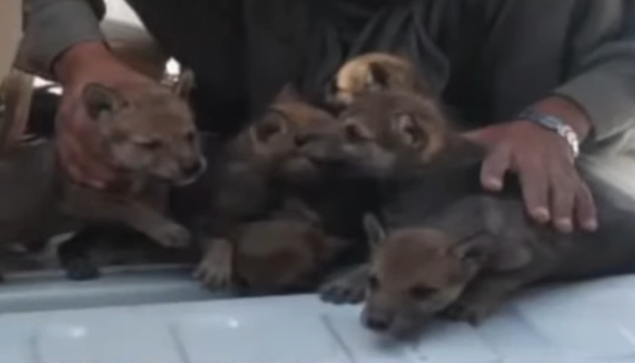Rare Wolf Pups Recovered by Balochistan Wildlife Department