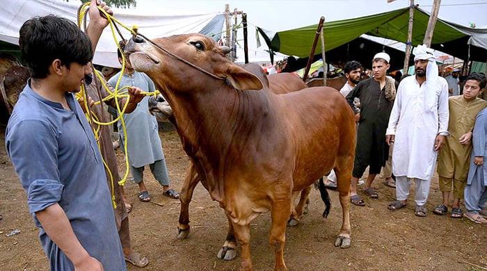 Sindh Government Releases Guidelines for Eid al-Adha Hide Collection