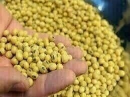 Soybeans climb again; US-China trade tensions limit upside.