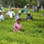 Tea importers urge taxation regime reform in budget proposals