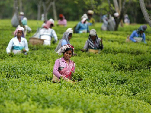 Tea importers urge taxation regime reform in budget proposals