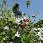 United States requests Pakistan enhance cotton exports for industry demand