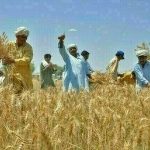 Zinc-enriched wheat now grown in 42% of areas
