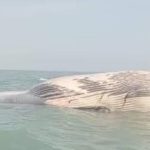 Dead blue whale discovered on Balochistan shoreline
