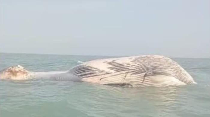 Dead blue whale discovered on Balochistan shoreline