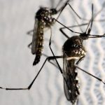 Dengue claims first life in Sindh for the year 2025