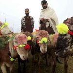 Karachi Robbery: Gunfire wounds Trader as Goats are Stolen