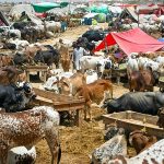 Karachi’s top cattle market sees trade boom for Eid-ul-Adha 2025