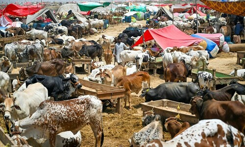 Karachi's top cattle market sees trade boom for Eid-ul-Adha 2025