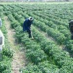 Plan Outlines Rs80bn Agriculture Development Budget